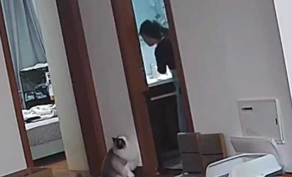 女子被猫咪莫名其妙跳起来扇了一巴掌。网友：猫咪居然会打人 