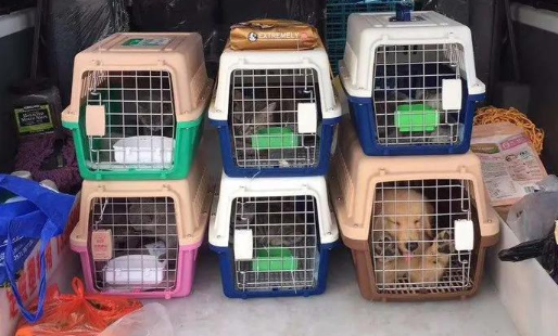 铁路试点“宠物托运”，探索社会文明新刻度