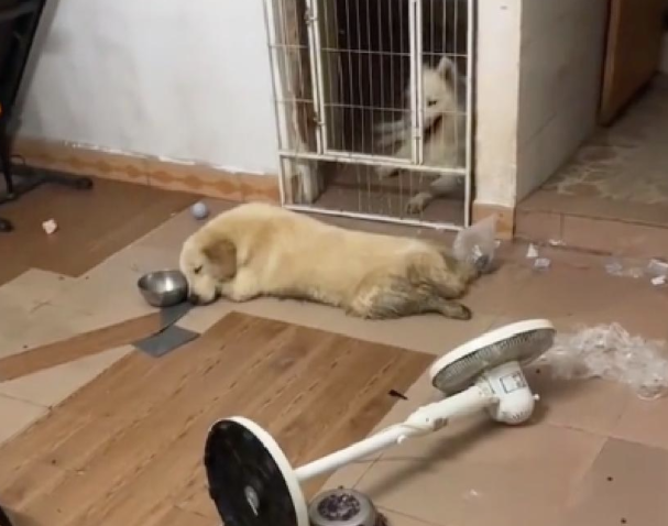 在马路上横冲直撞的金毛，网友租车带它回家