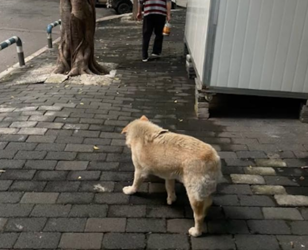 狗狗在路边角落已等待主人一年，眼神里都没光了