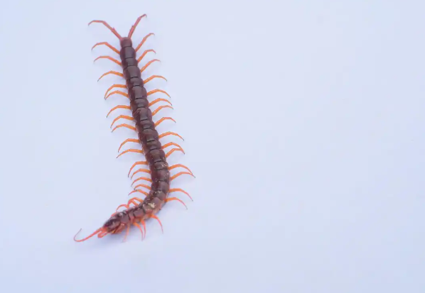 女子称点外卖吃出蜈蚣 五谷渔粉总部回应