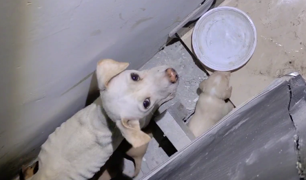 流浪狗妈妈瘦成皮包骨，依然坚持喂养5只幼崽，面对人类满眼哀求