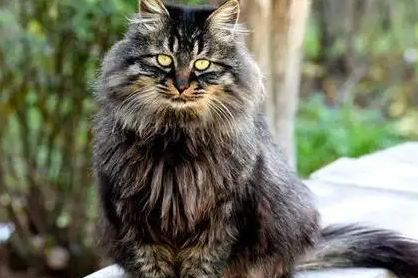 女子收养了一只流浪猫，猫咪知恩图报，每天给主人拿鞋