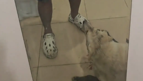 男子和狗骑摩托路上掉沟里。网友：你俩谁骑的摩托 