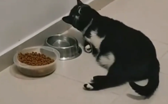 女子家的猫咪喝水时，用前爪蘸着水喝。网友：不理解但尊重 