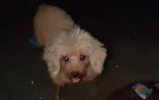 台风来临前遇到只流浪狗，网友果断带它回出租房躲避