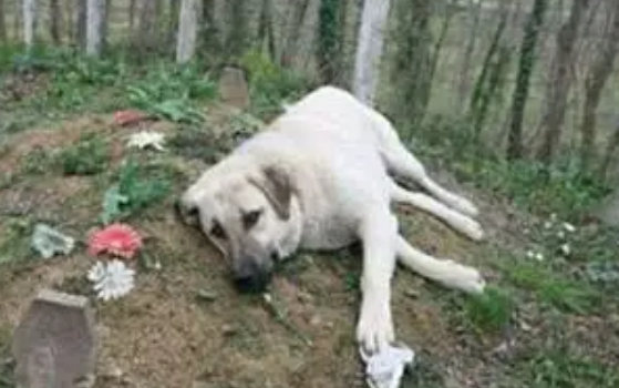 主人去世狗狗守墓2年，专家：狗对人的爱或超过对食物的爱