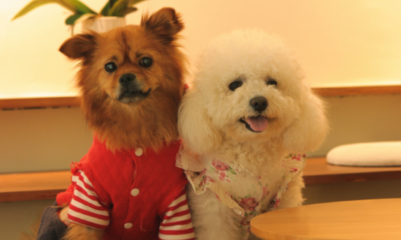 爱的双向奔赴：宠物与人类的温暖故事