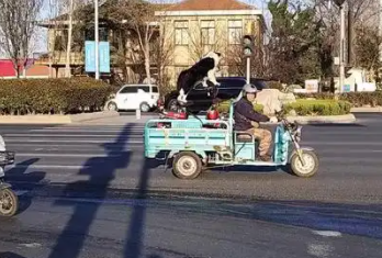男子路遇遛狗三轮车，狗子带着车子跑。网友：三轮四驱新能源 