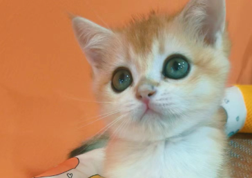 稀有品相爬宠拍卖，原来竟是诈骗戏码