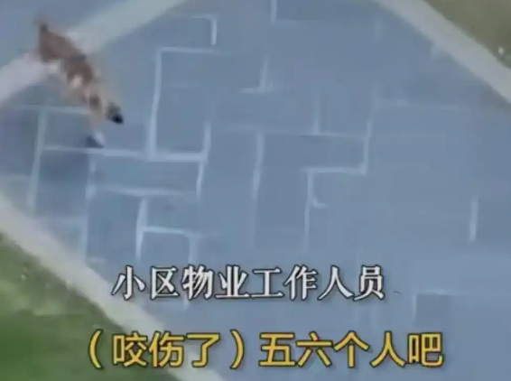 长沙一小区惊现疯狗：疑似有狂犬病多人被咬，至今未找到