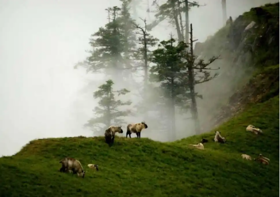 野生大熊猫遇见率川内第一的唐家河如何“破圈”？