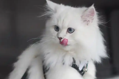 宠物经济长期价值已显现