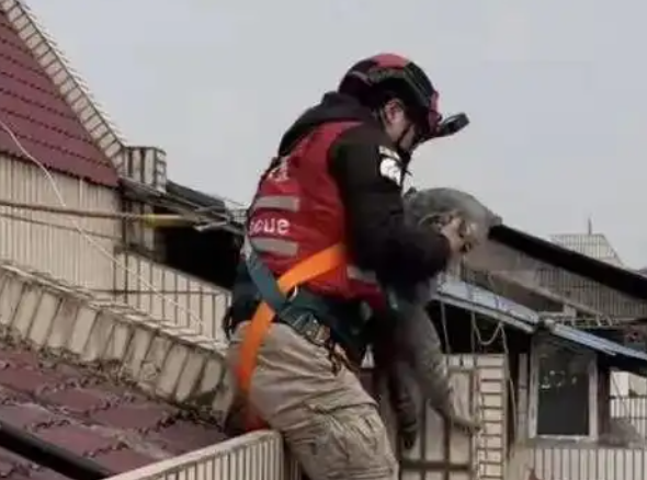 城市里的“猫咪消防员”：8年救下3927只猫，曾一天接到六七个求助