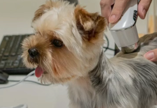 “宠物经济”激活新消费赛道，“生活搭子”崛起千亿市场