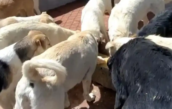 河北“狗王查理”走红，背后是他救助流浪狗的十年