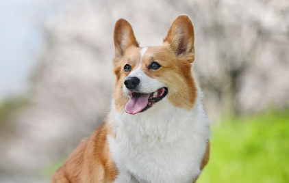 消费降级下宠物经济逆势腾飞