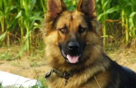 狼怕狗？还是狗怕狼？为什么狼见了狗会跑，狗却敢于和狼殊死一搏 