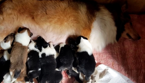 宠物狗走失5年后，在离家2公里外被找到，这些年它经历了什么？