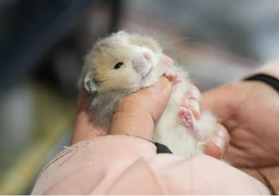 00后的她在金山开了家仓鼠店