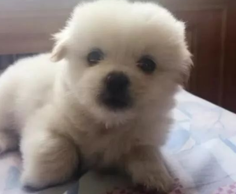 当时心软把狗抱回家，现在狗长大了我真的后悔了，网友：咬嘴唇？ 