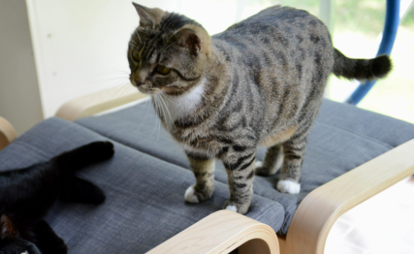 没想到，宠物成了社恐女孩的 “社交救星”