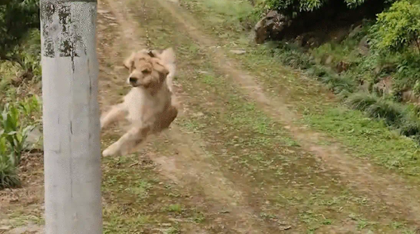 金毛追出门的主人，一个没刹住飞出去了