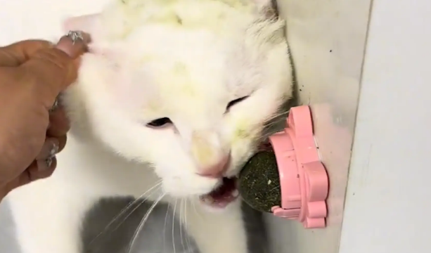 猫咪对猫薄荷上头。猫：好货好货啊