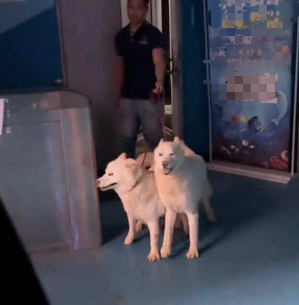 去参观海洋馆的北极狼，下班后它们被带出来散步！