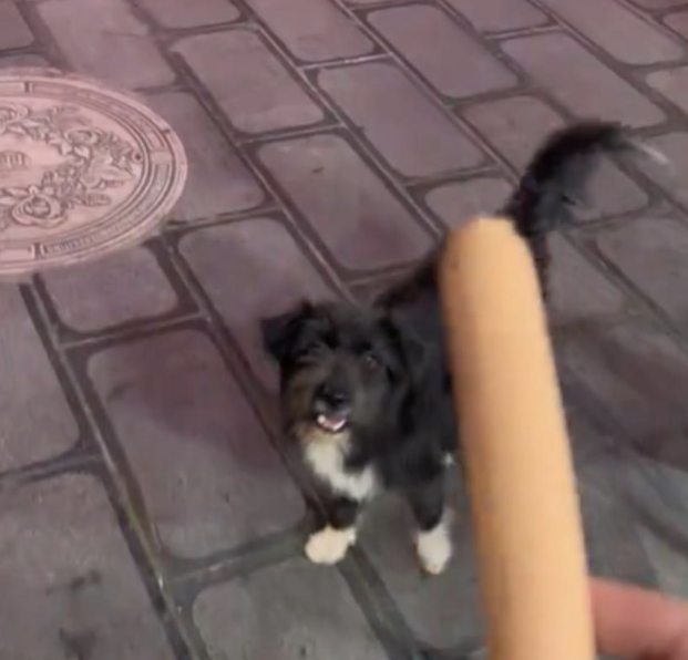 懂事的流浪狗不进入饭店里，只在门口等待投喂