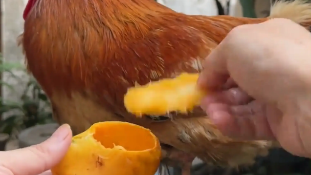 男子用芒果皮给公鸡做了一双鞋。网友：竹杖芒鞋轻胜马