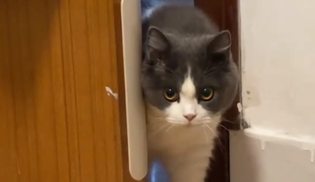 猫咪开门进房间吹空调。网友：一辆猫车慢慢开了进来