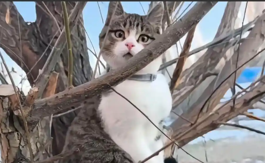 流浪猫“悟空”之死：一场关于生命、流量与公共伦理的现代寓言