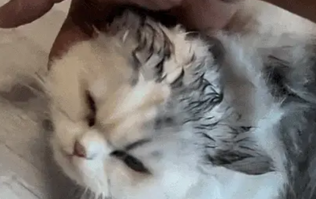 救命！狗子把猫舔成“芒果核”冲上热搜