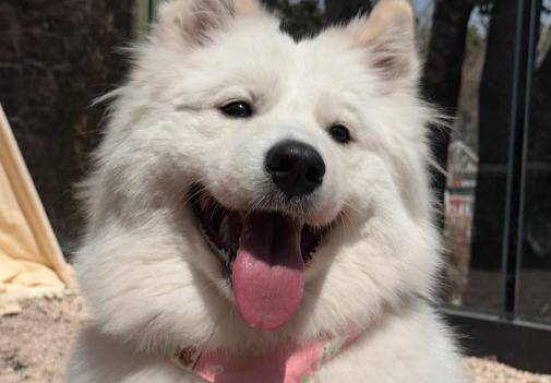 宠物经济驶入快车道，持续成长可期！