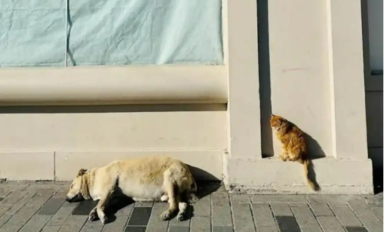 走红的流浪狗成伊斯坦布尔塔克西姆广场头号旅游热点