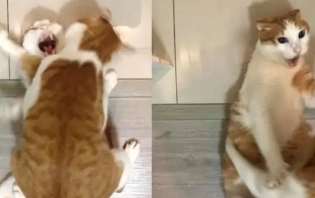 猫弟弟太粘人，冲过来扑倒橘猫，橘猫龇牙大叫：别碰我