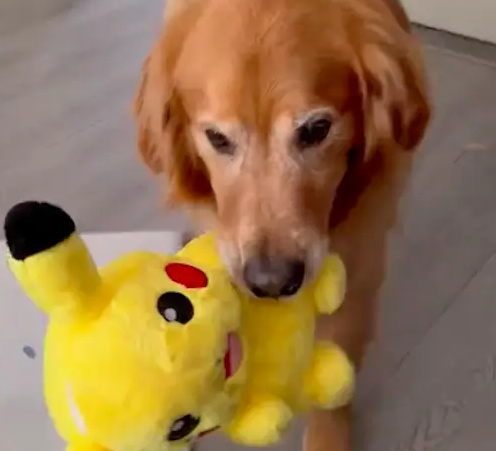 妈妈被孩子给气哭了，金毛竟去让孩子道歉