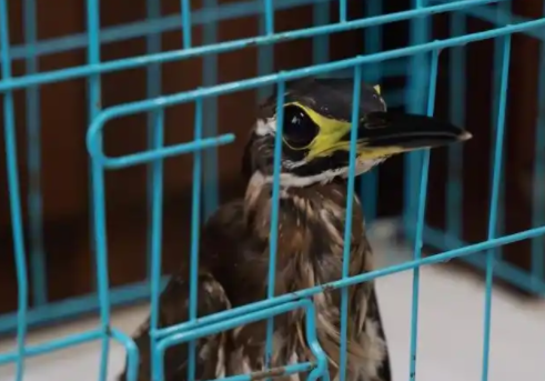 江西安远：首次发现国家一级保护野生动物海南鳽