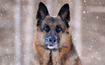 2025宠物兽药大健康行业发展研讨会在穗召开