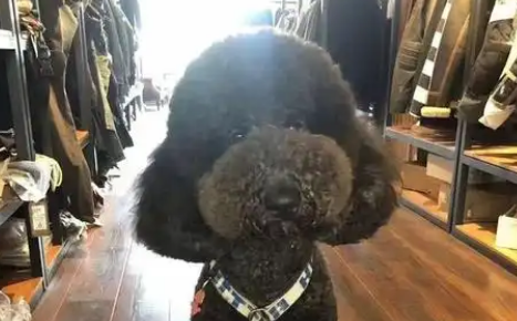 走失巨贵犬跑上机动车道，岳麓交警带回岗亭盼主人接回家