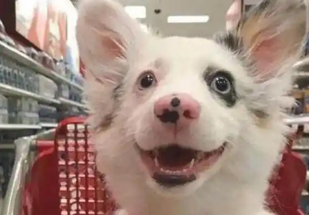 狗狗第一次去超市变表情包，要不是我无能，估计这货已经成网红了 