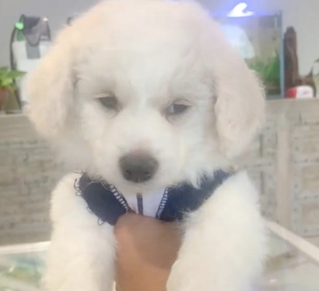 一只超漂亮可爱的小狗，竟被司机遗弃路边