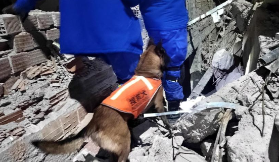 南京功勋搜救犬小龙走失：全城寻找的生命勋章