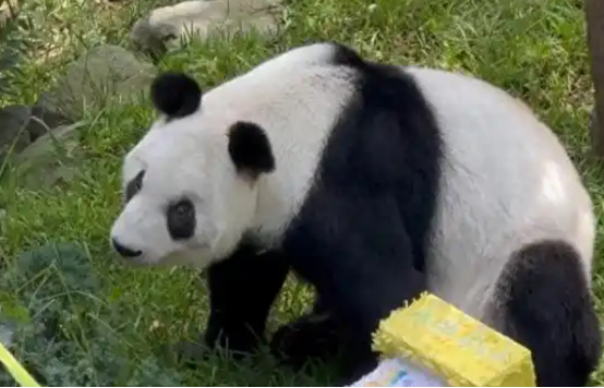 墨西哥举行大熊猫“欣欣”35岁生日庆祝活动