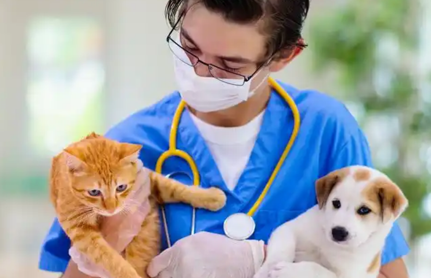 我国宠物市场经济呈现持续增长的趋势