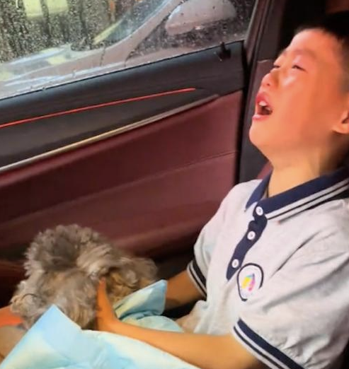 因主人疏忽狗跑到马路上被撞死，儿子知道后哭的不能自已