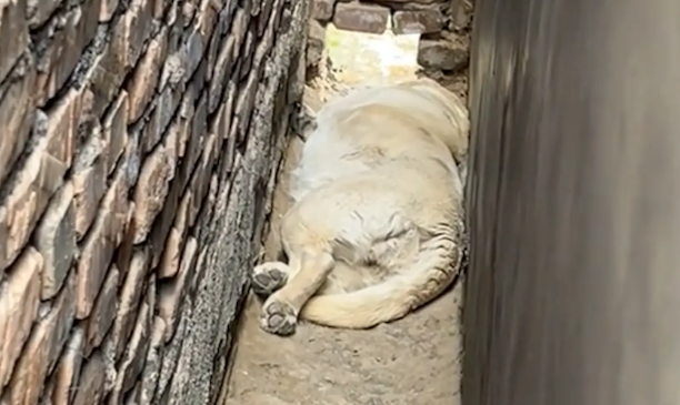 拉布拉多会在墙缝里掉头。网友：坦克掉头