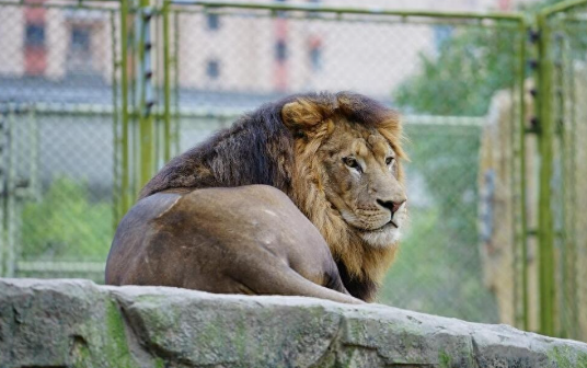 宠物狮有异食癖，饲养员被当成食物吃掉