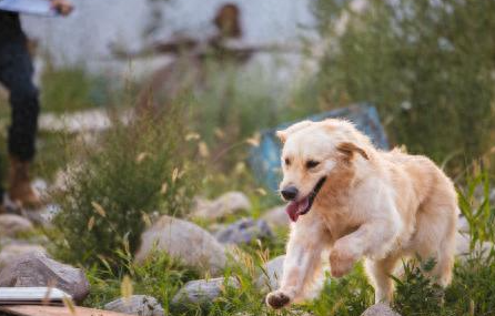 引领公益创新，助力流浪动物获“新生”